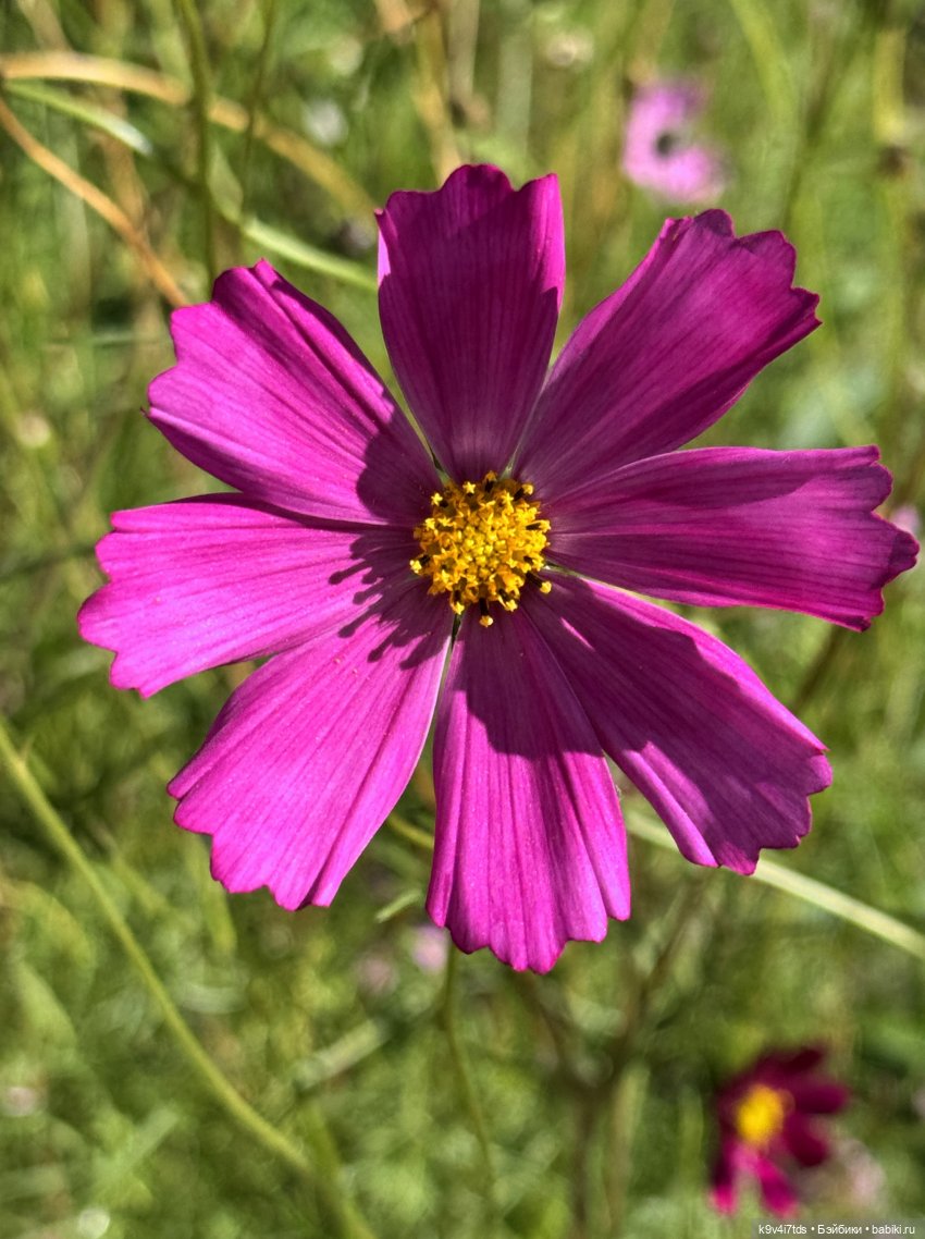 МодНяшки, или мои "Цветочки"