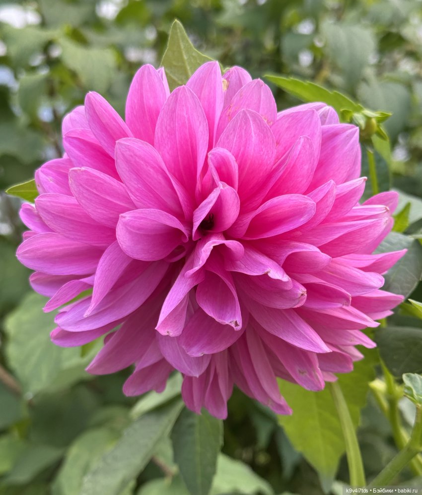 МодНяшки, или мои "Цветочки"