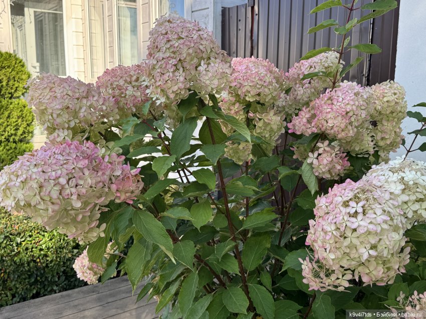 Лето в Сентябре — Куклы Lorella Falconi (Лорелла Фалькони): винил