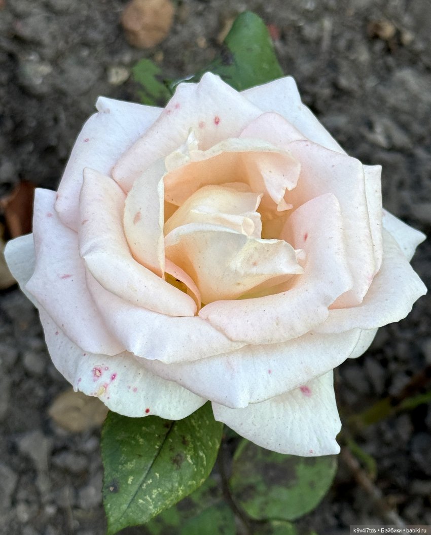 Лето в Сентябре — Куклы Lorella Falconi (Лорелла Фалькони): винил