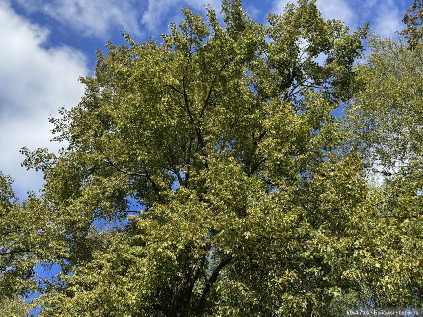 Лето в Сентябре — Куклы Lorella Falconi (Лорелла Фалькони): винил