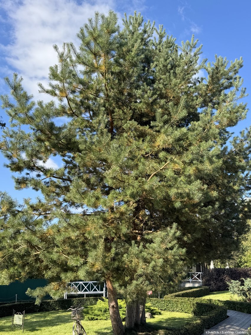 Лето в Сентябре — Куклы Lorella Falconi (Лорелла Фалькони): винил