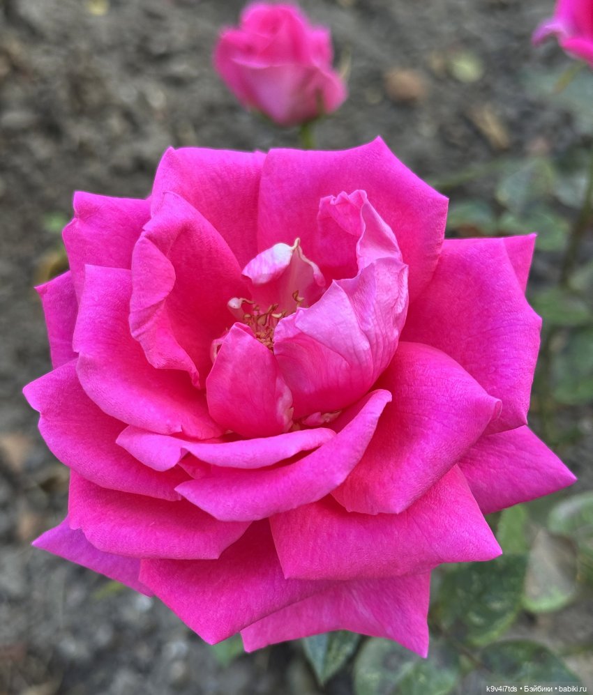 Лето в Сентябре — Куклы Lorella Falconi (Лорелла Фалькони): винил