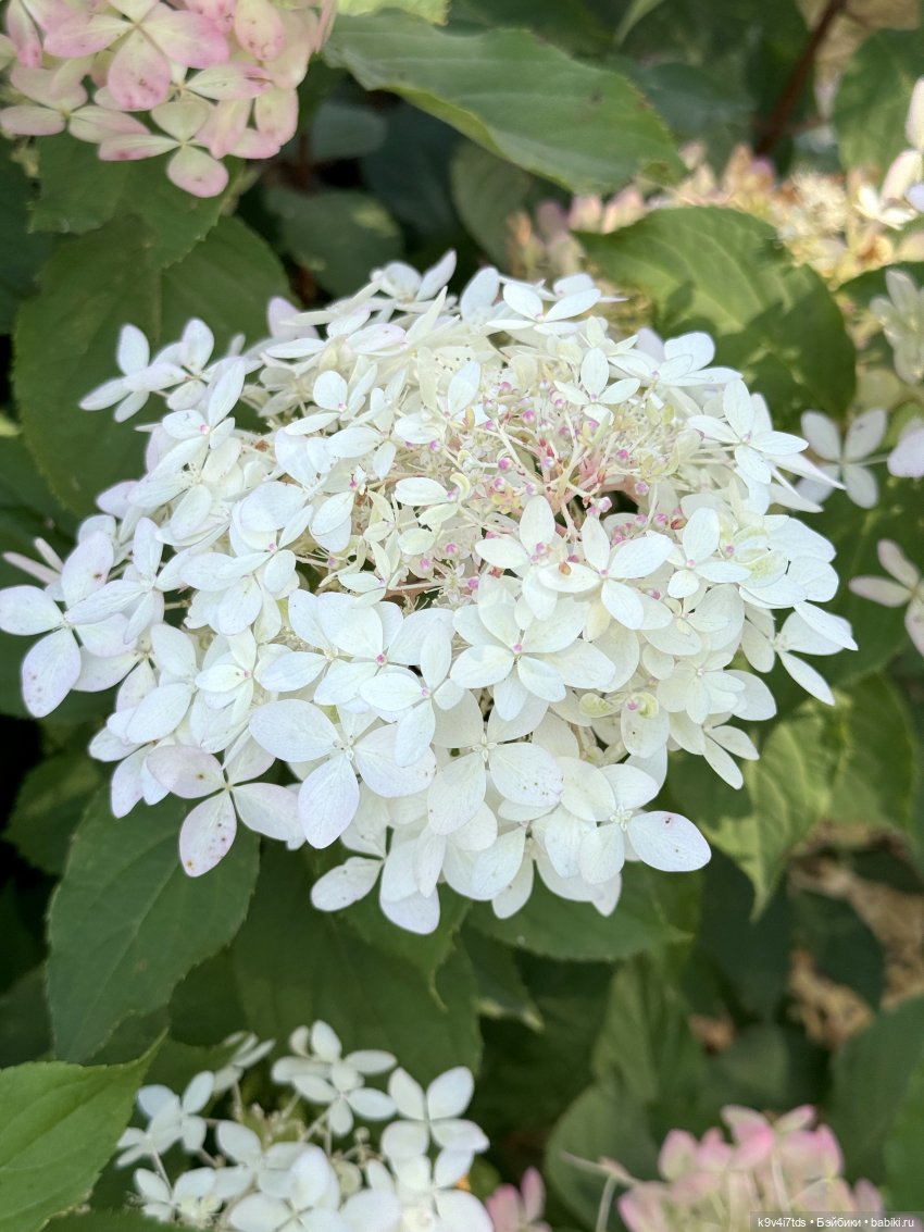 Лето в Сентябре — Куклы Lorella Falconi (Лорелла Фалькони): винил (фото 5)