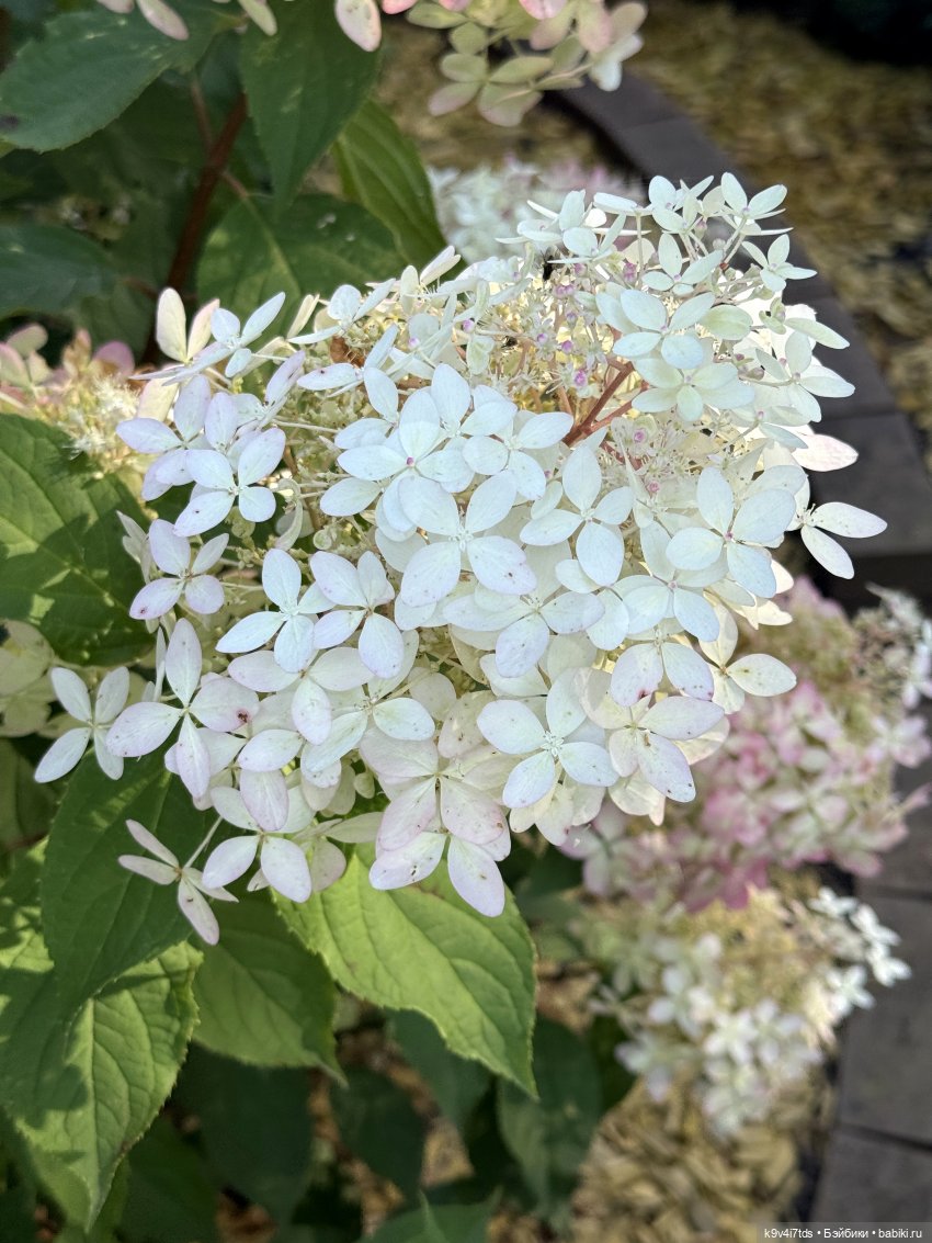 Лето в Сентябре — Куклы Lorella Falconi (Лорелла Фалькони): винил (фото 3)