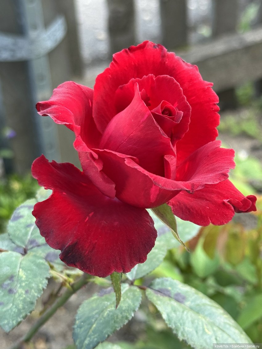 Лето в Сентябре — Куклы Lorella Falconi (Лорелла Фалькони): винил