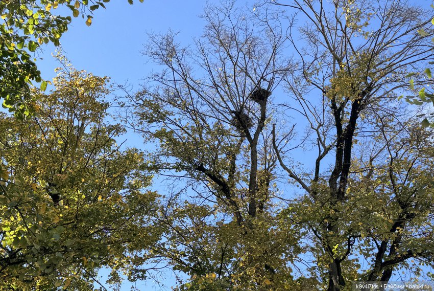 Тверская осень и "Крылья Удачи"