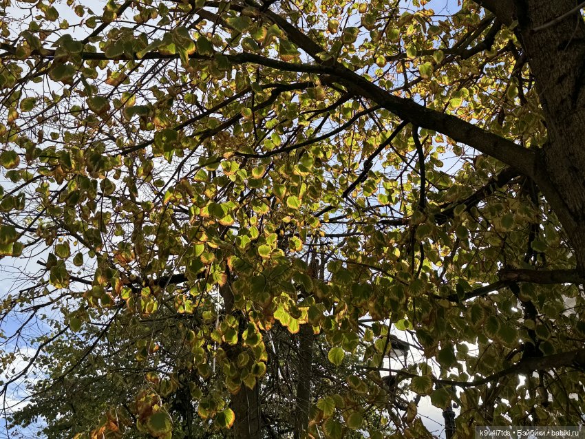 Тверская осень и "Крылья Удачи"