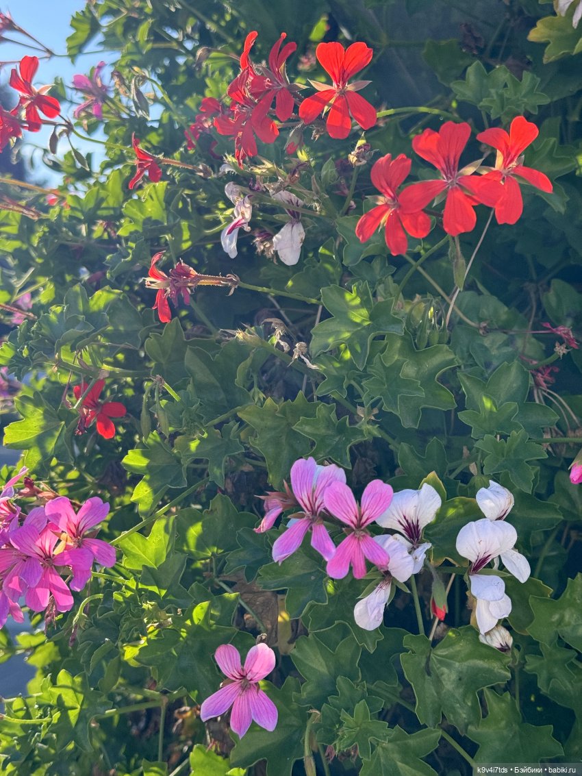 Тверская осень и "Крылья Удачи"