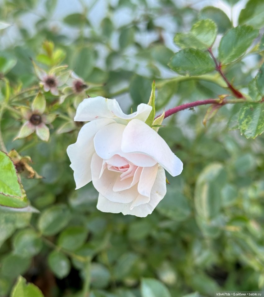 Тверская осень и "Крылья Удачи", продолжение