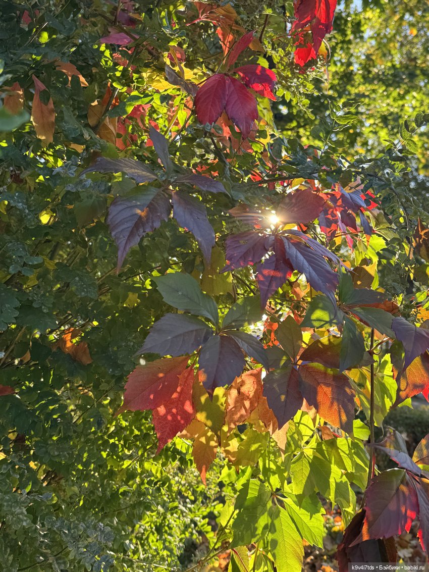 Тверская осень и "Крылья Удачи", продолжение