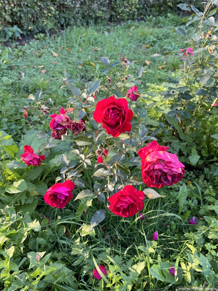 Тверская осень и "Крылья Удачи", продолжение