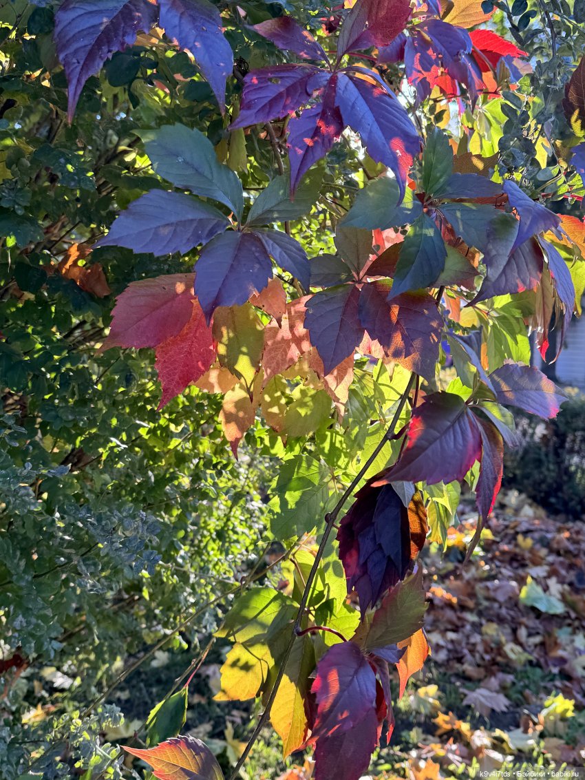 Тверская осень и "Крылья Удачи", продолжение