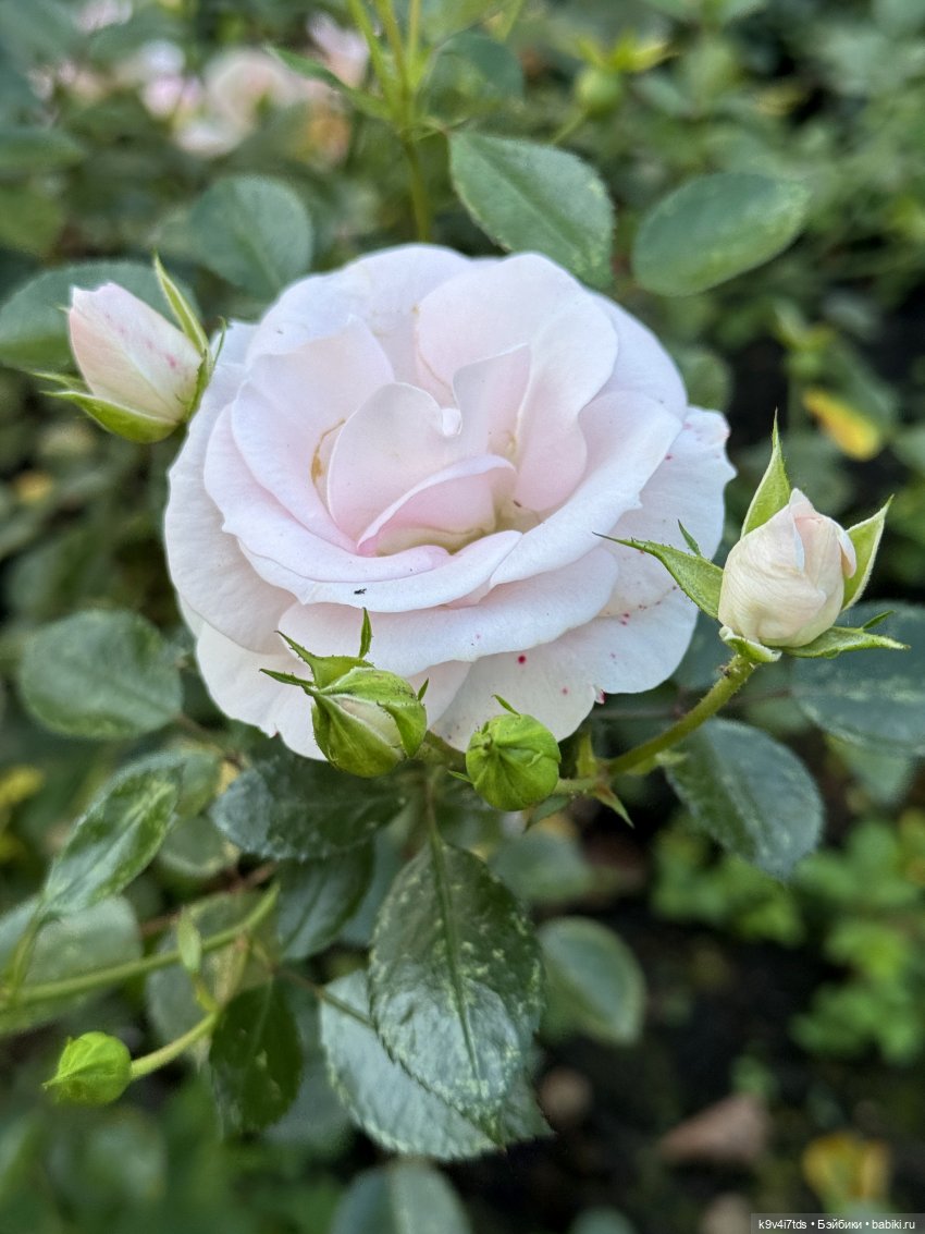 Тверская осень и "Крылья Удачи", заключительная часть (фото 8)