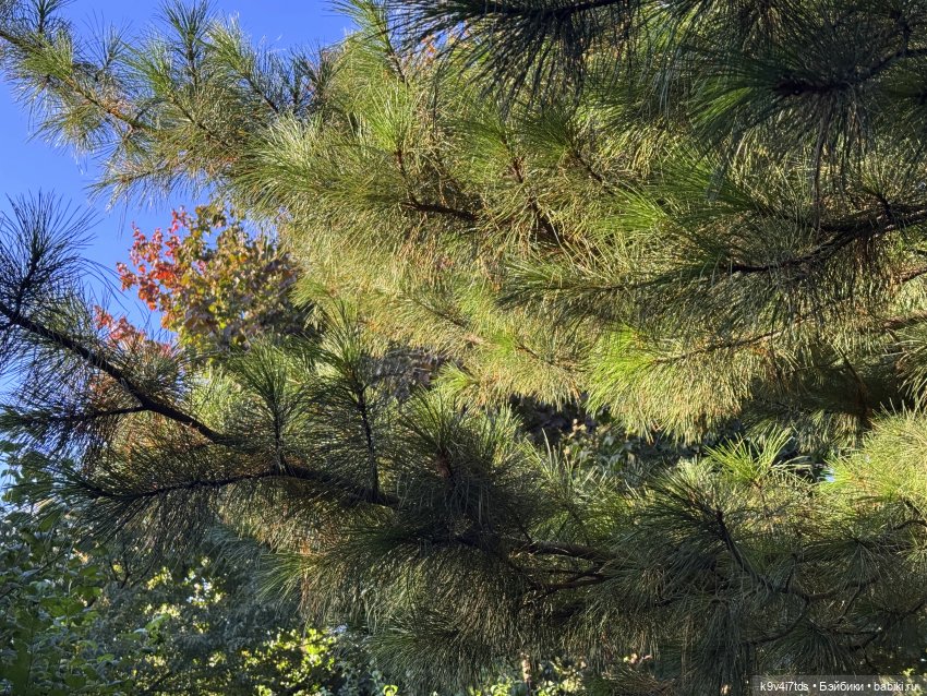 Тверская осень и "Крылья Удачи", заключительная часть (фото 10)