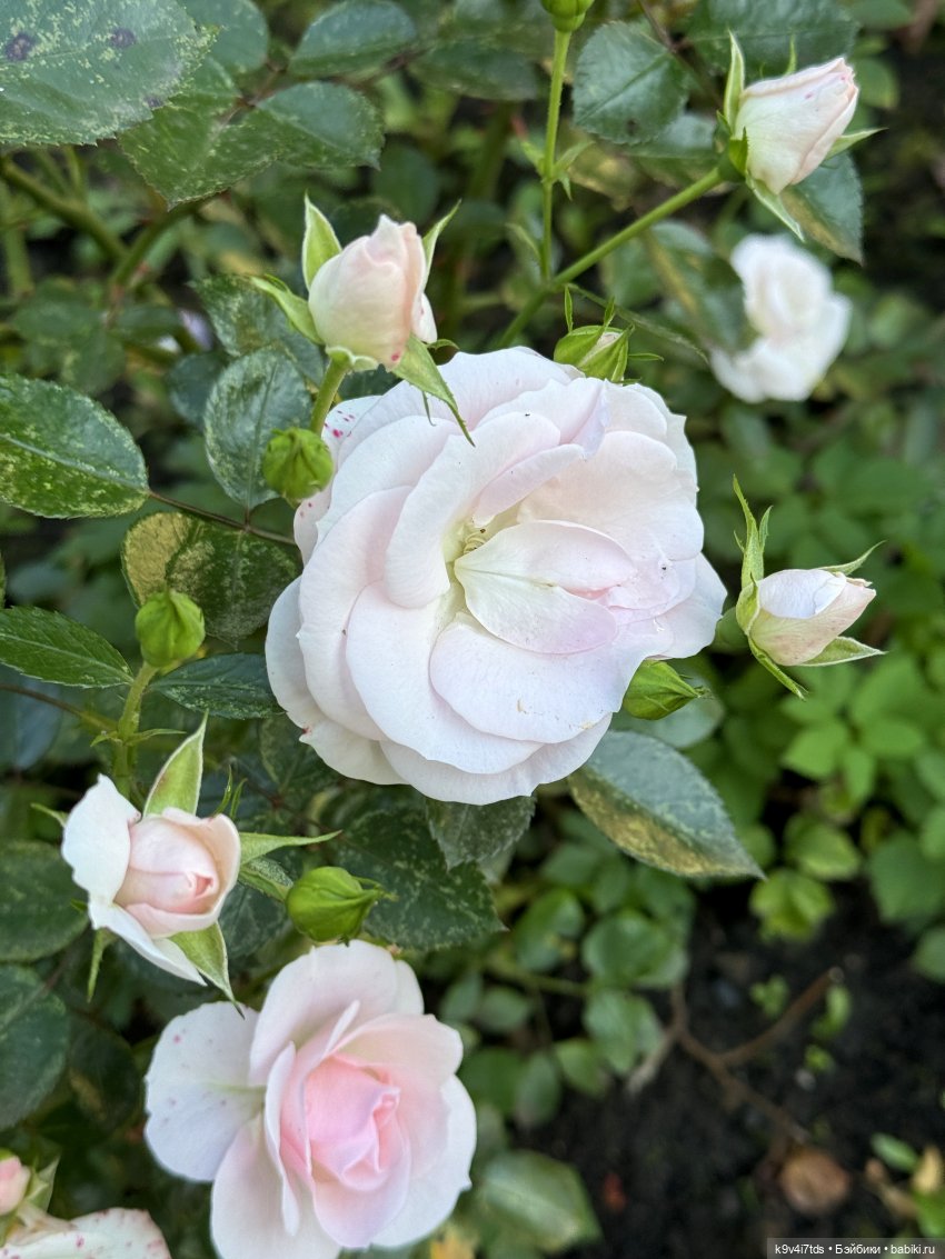 Тверская осень и "Крылья Удачи", заключительная часть (фото 6)