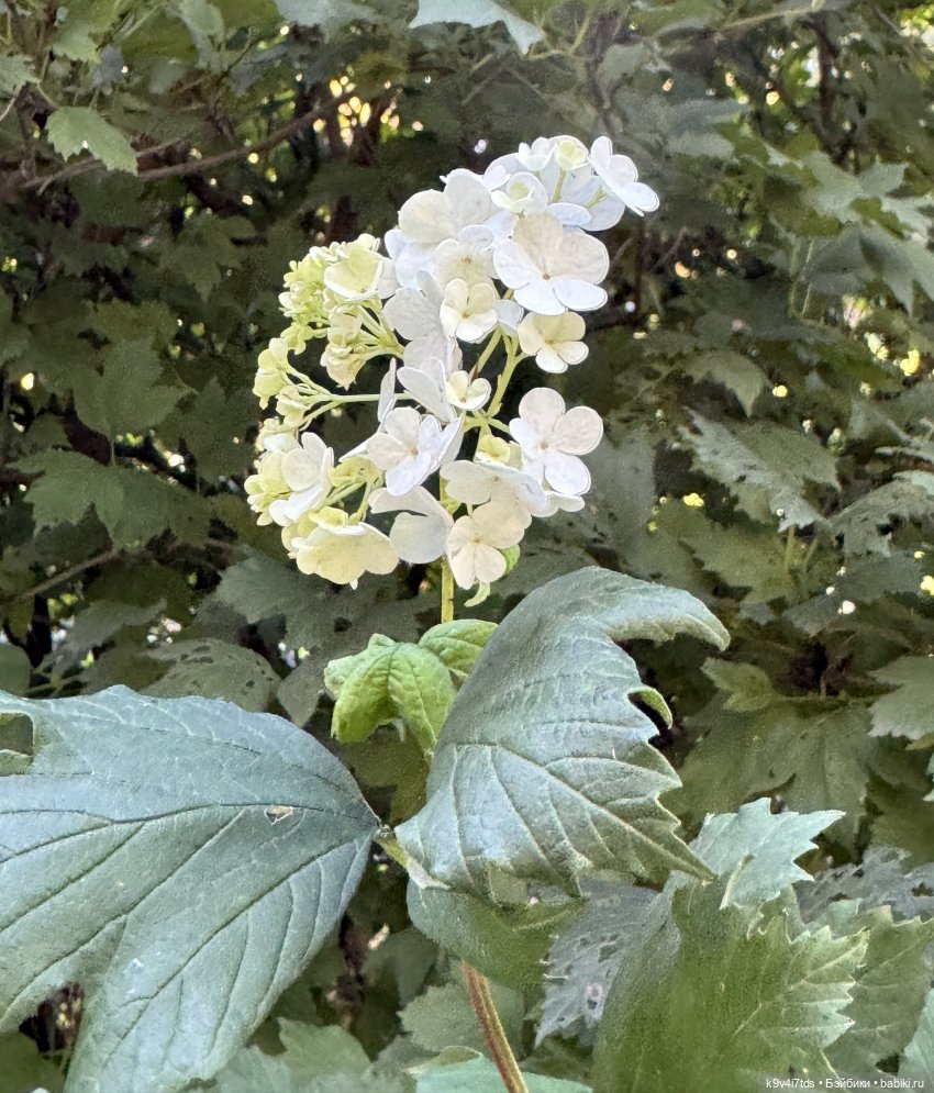 Тверская осень и "Крылья Удачи", заключительная часть