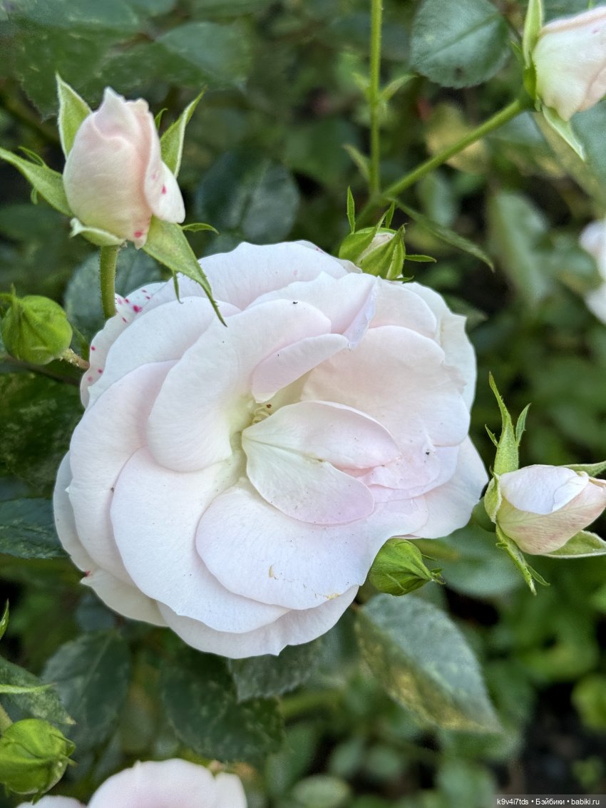 Тверская осень и "Крылья Удачи", заключительная часть (фото 7)