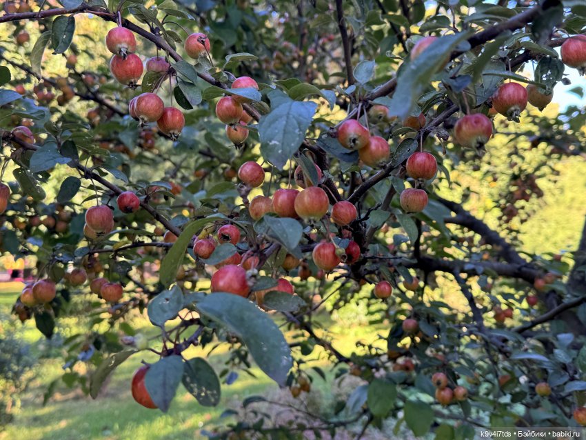 Тверская осень и "Крылья Удачи", заключительная часть (фото 2)