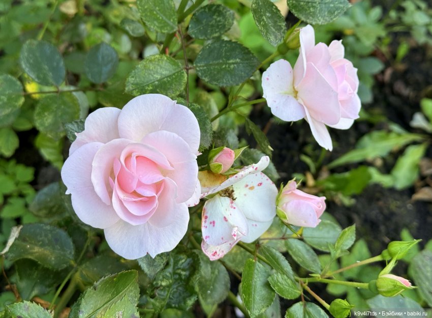 Тверская осень и "Крылья Удачи", заключительная часть (фото 5)