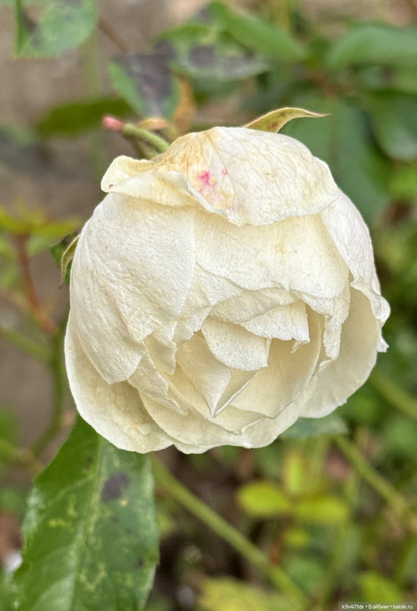 А мы идём гулять | Бэйбики А мы идём гулять — Винтажные куклы ГДР (Немки): Бигги (фото 5)