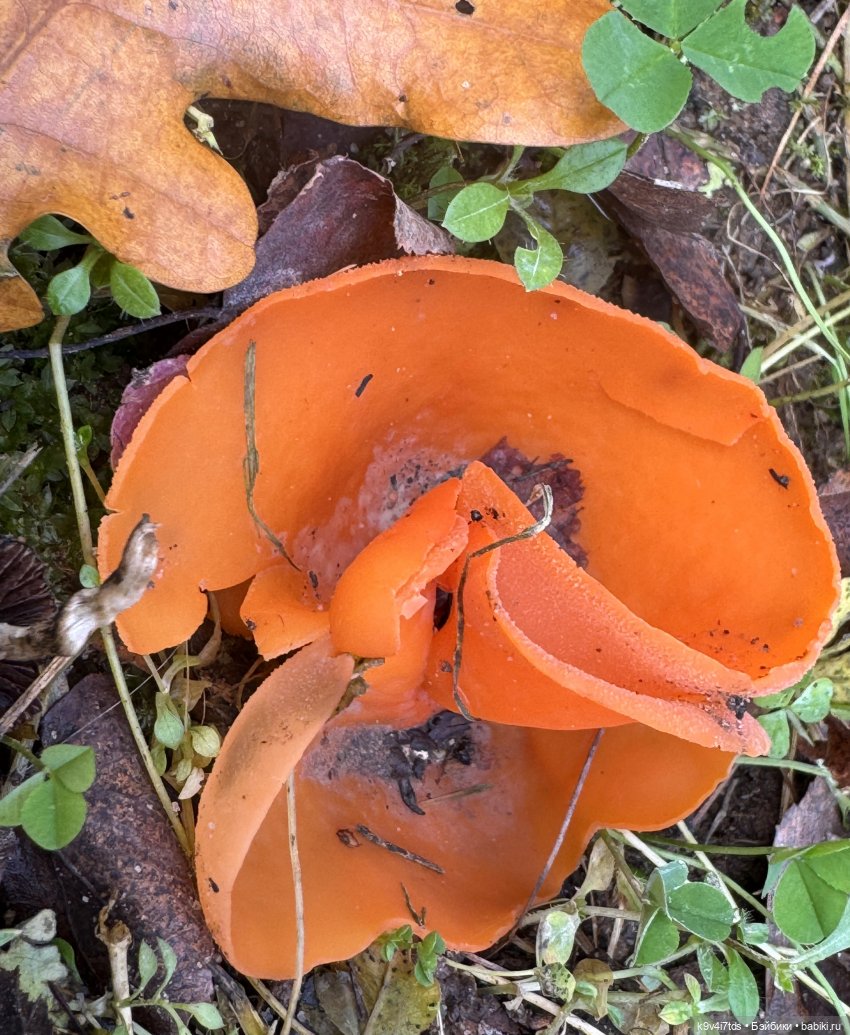 Таинственный Октябрь — Игрушки Labubu (Лабубу) и The Monsters: Pop Mart (фото 8)