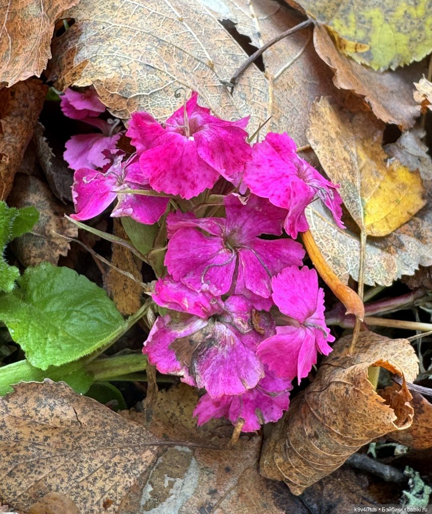 Таинственный Октябрь — Игрушки Labubu (Лабубу) и The Monsters: Pop Mart (фото 10)