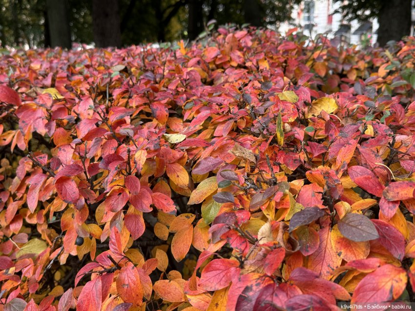 Золотая Осень с Момоко — Куклы Momoko и Ruruko (Petworks (фото 2)