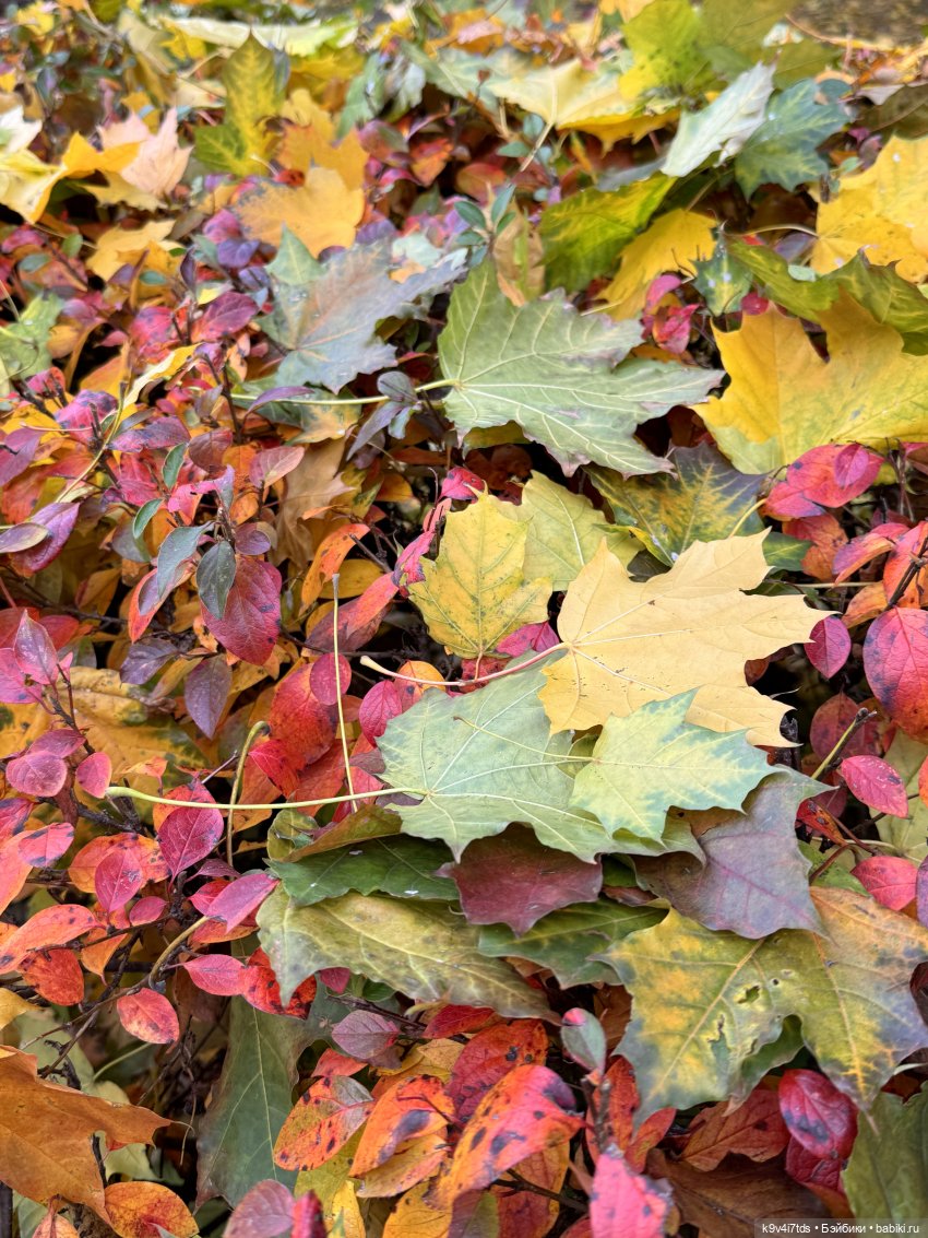 Золотая Осень с Момоко — Куклы Momoko и Ruruko (Petworks (фото 5)