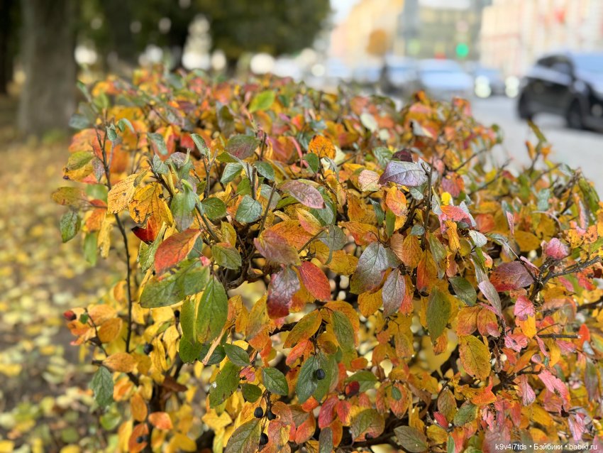 Золотая Осень с Момоко — Куклы Momoko и Ruruko (Petworks