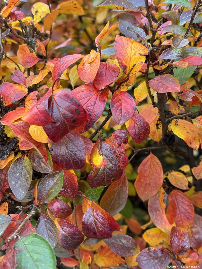 Золотая Осень с Момоко — Куклы Momoko и Ruruko (Petworks (фото 7)