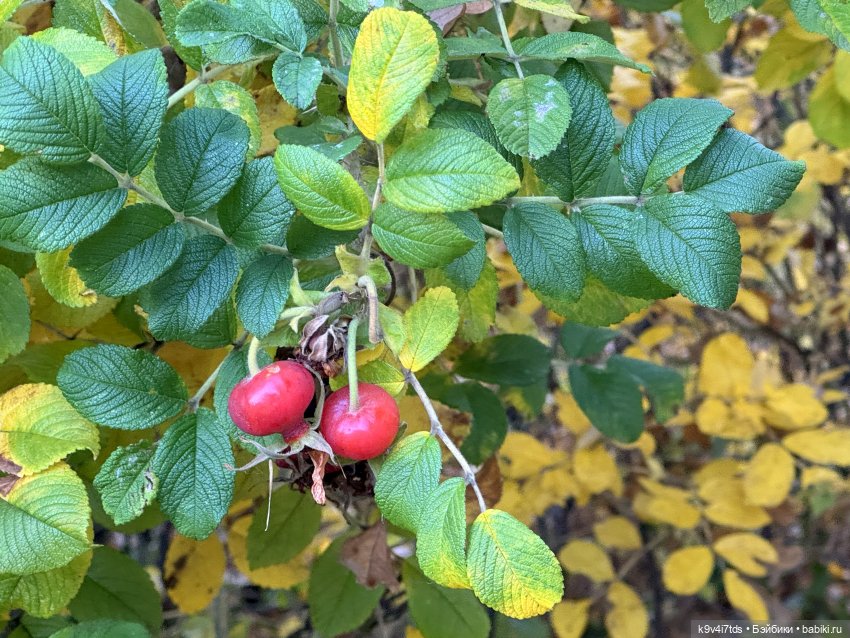 Золотая Осень с Момоко, продолжение