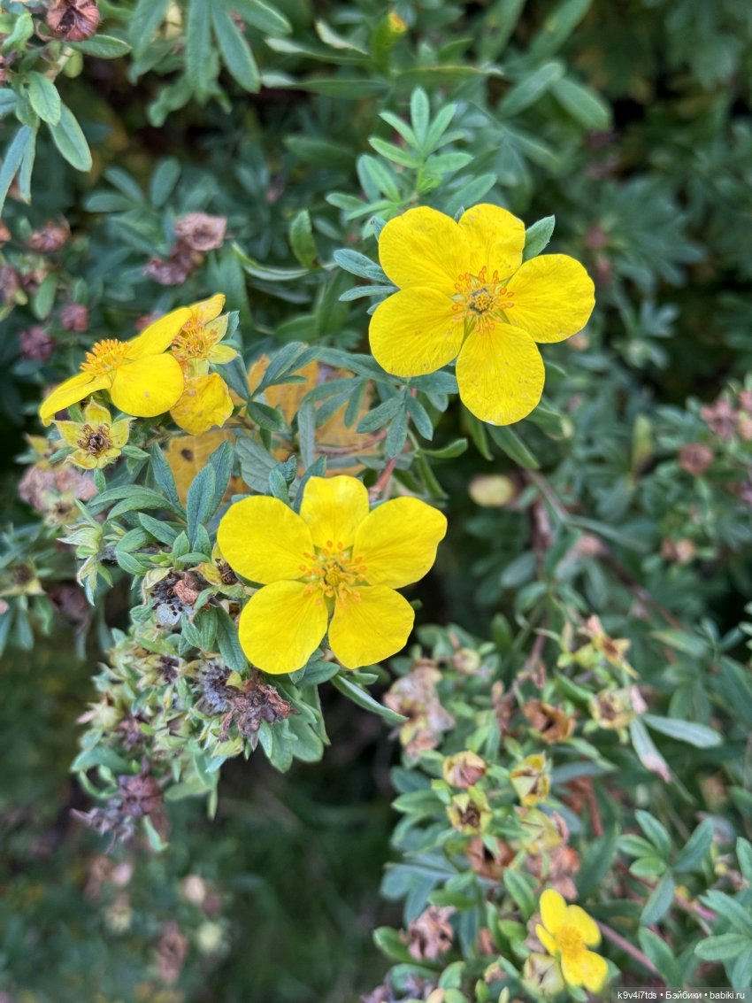 Золотая Осень с Момоко, продолжение