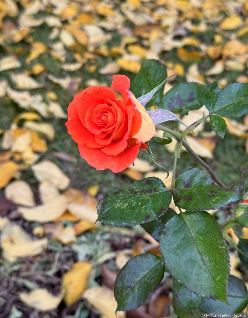 Золотая Осень с Момоко, продолжение (фото 4)