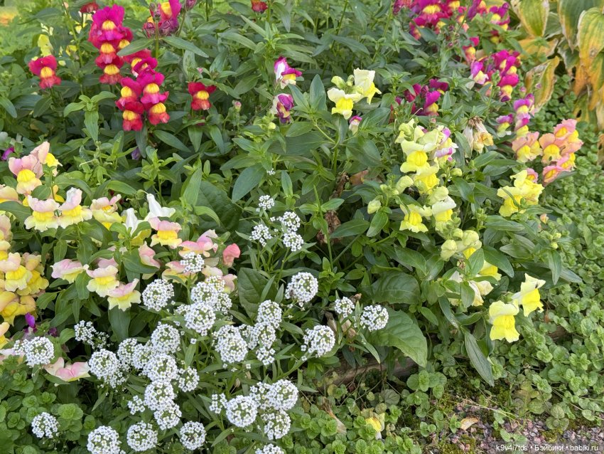 Золотая Осень с Момоко, продолжение