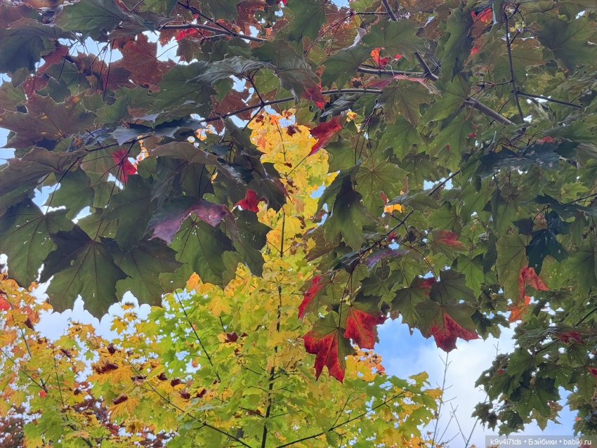 Золотая Осень с Момоко — Куклы Momoko и Ruruko (Petworks