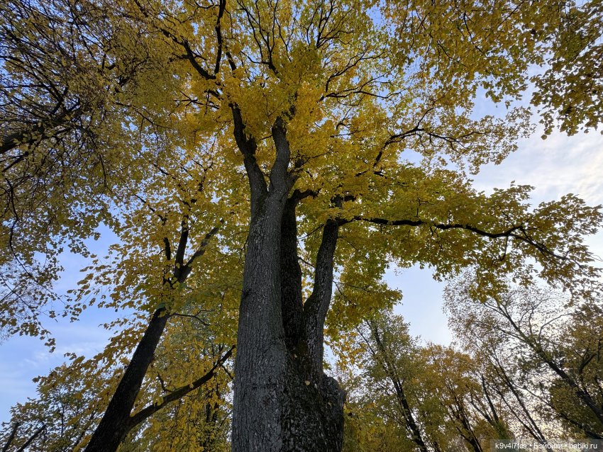 Золотая Осень с Момоко, продолжение