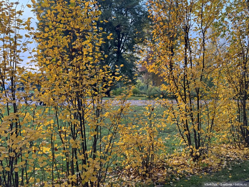 Золотая Осень с Момоко, продолжение