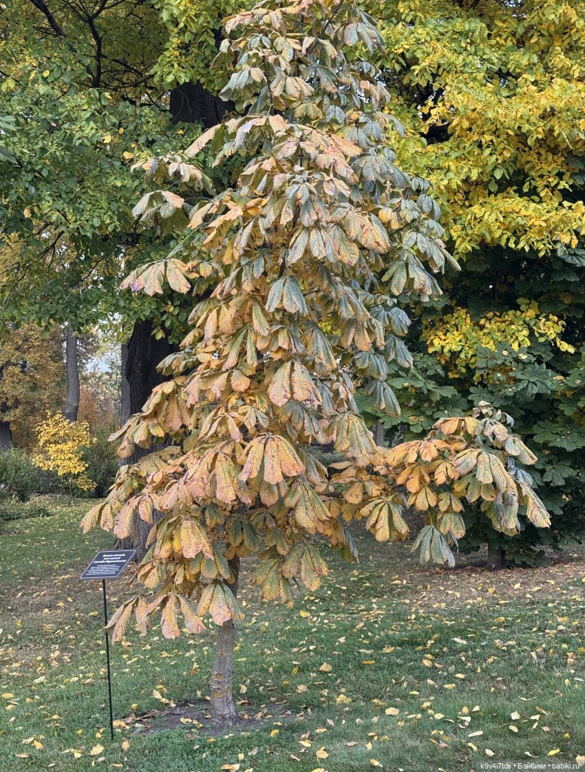 Золотая Осень с Момоко, продолжение