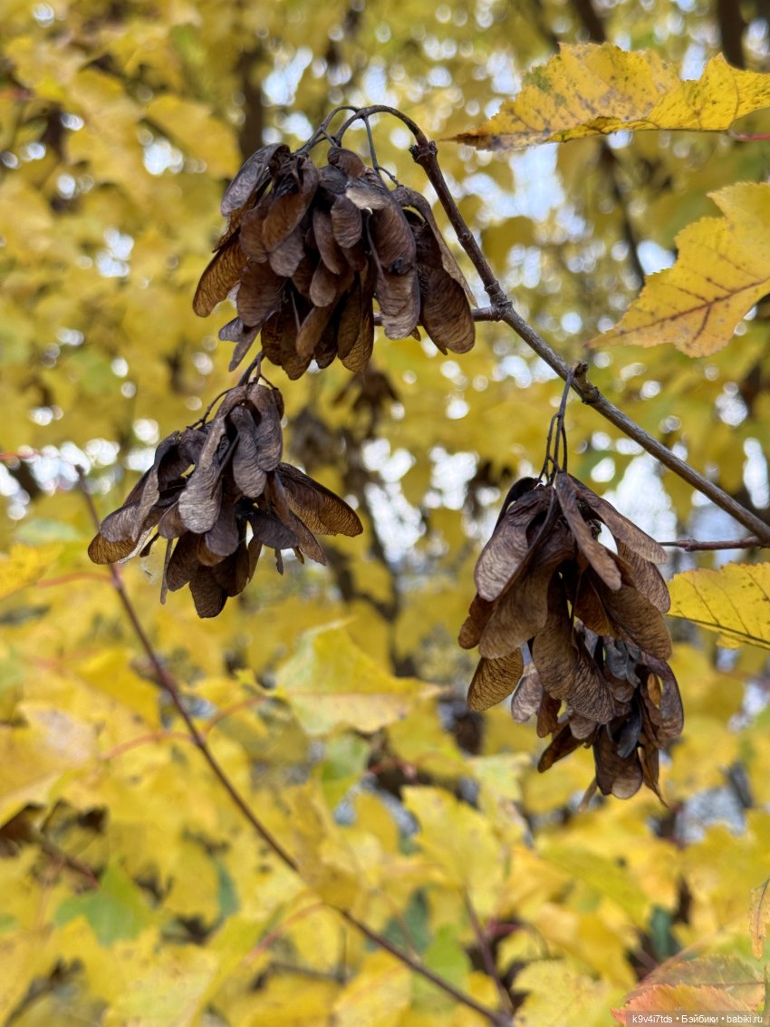 Золотая Осень с Момоко — Куклы Momoko и Ruruko (Petworks