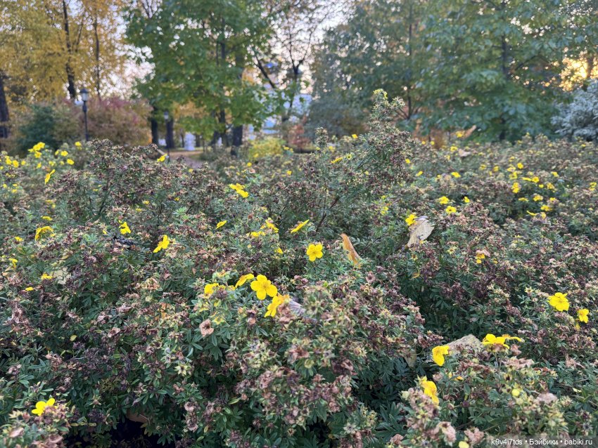 Золотая Осень с Момоко, продолжение