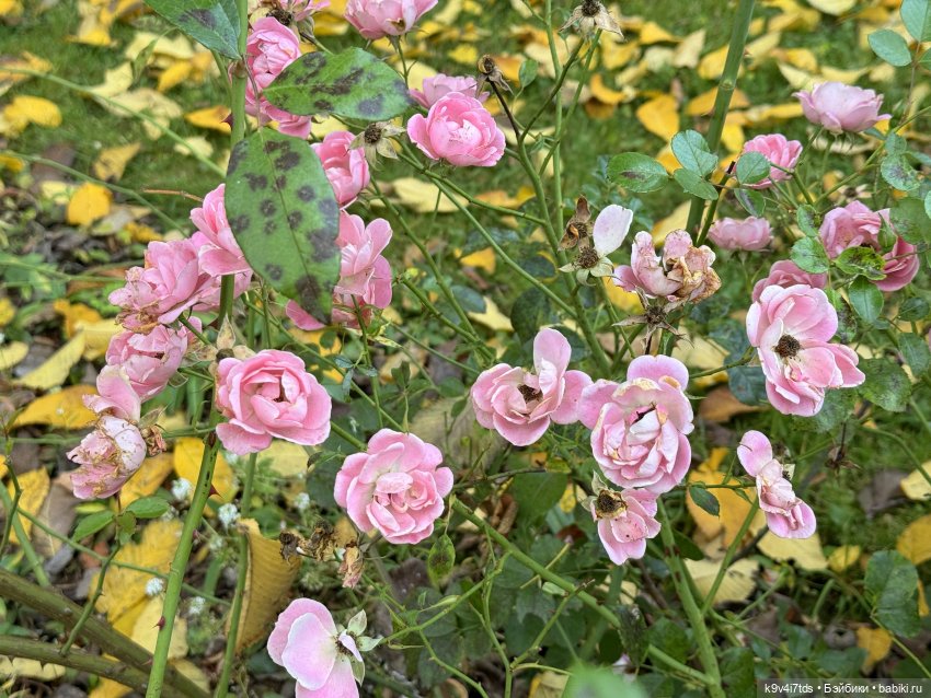 Золотая Осень с Момоко, продолжение