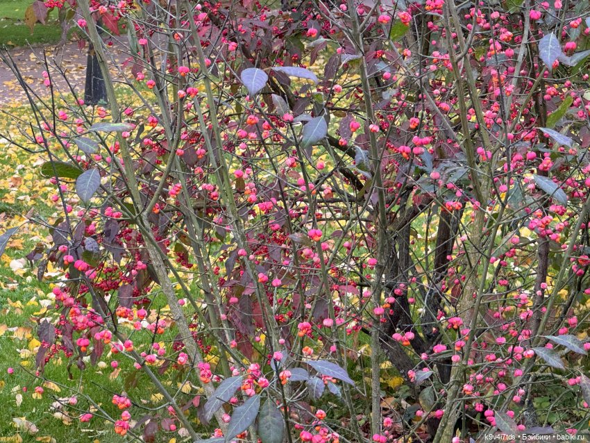 Золотая Осень с Момоко — Куклы Momoko и Ruruko (Petworks