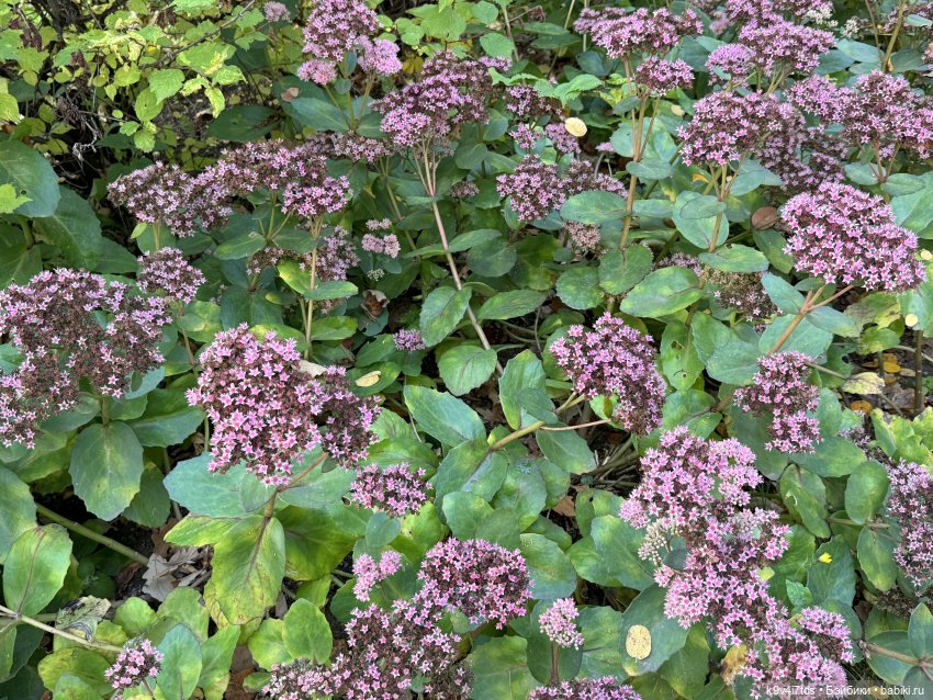 Золотая Осень с Момоко, продолжение