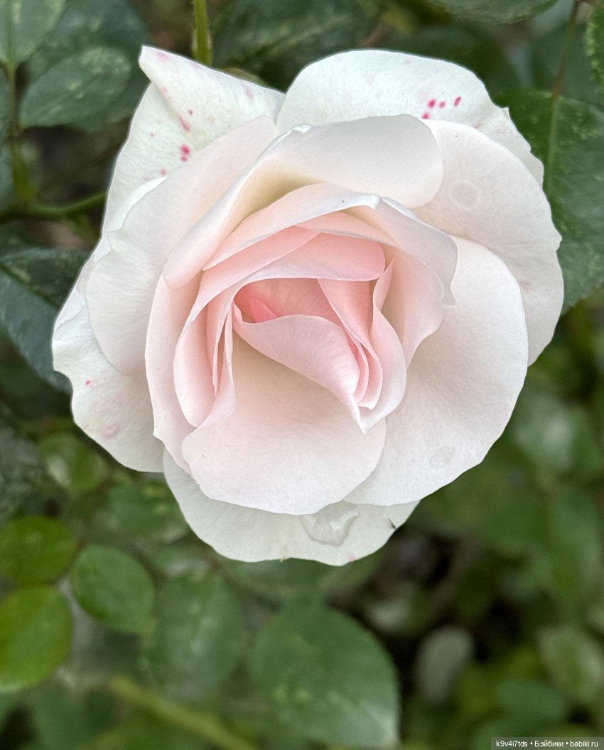 Золотая Осень с Момоко — Куклы Momoko и Ruruko (Petworks (фото 10)