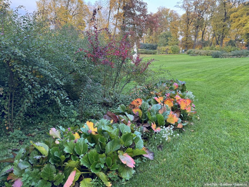 Золотая Осень с Момоко, продолжение