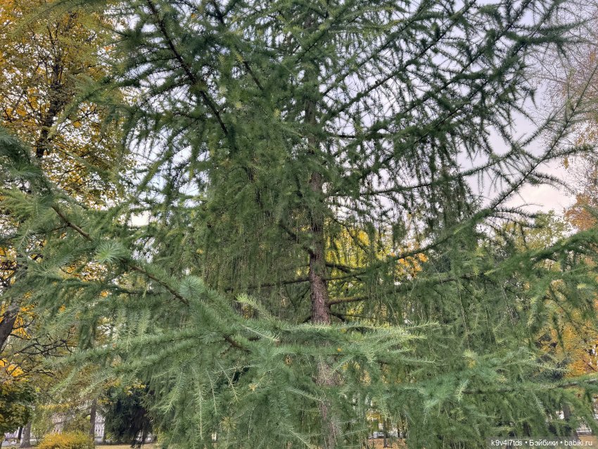 Золотая Осень с Момоко — Куклы Momoko и Ruruko (Petworks