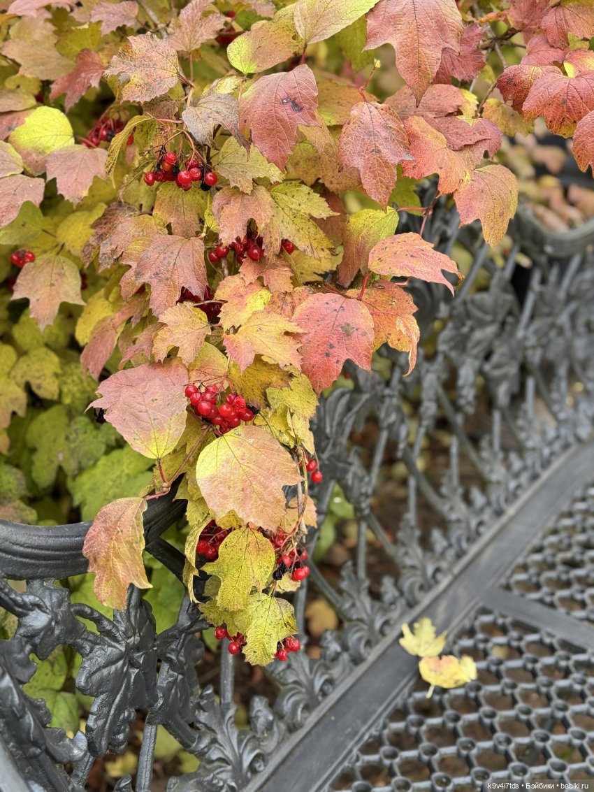 Золотая Осень с Момоко — Куклы Momoko и Ruruko (Petworks