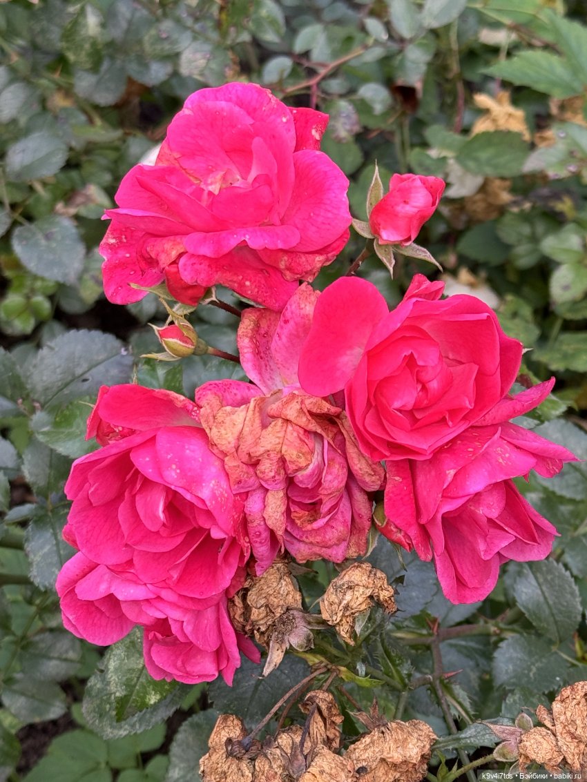 Золотая Осень с Момоко — Куклы Momoko и Ruruko (Petworks