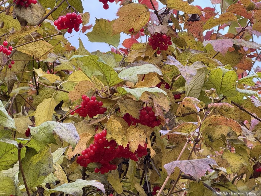 Золотая Осень с Момоко — Куклы Momoko и Ruruko (Petworks